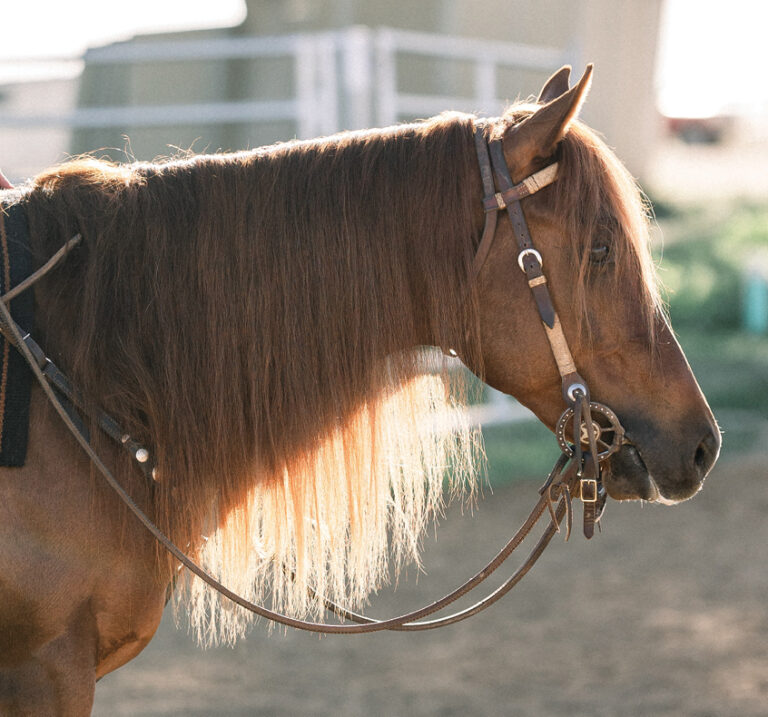Horse With Long Mane