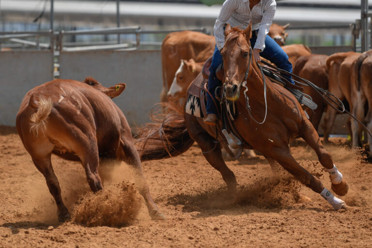 Cowboy in hat, jeans and checkered shirt riding her horse in a calf cutting competition