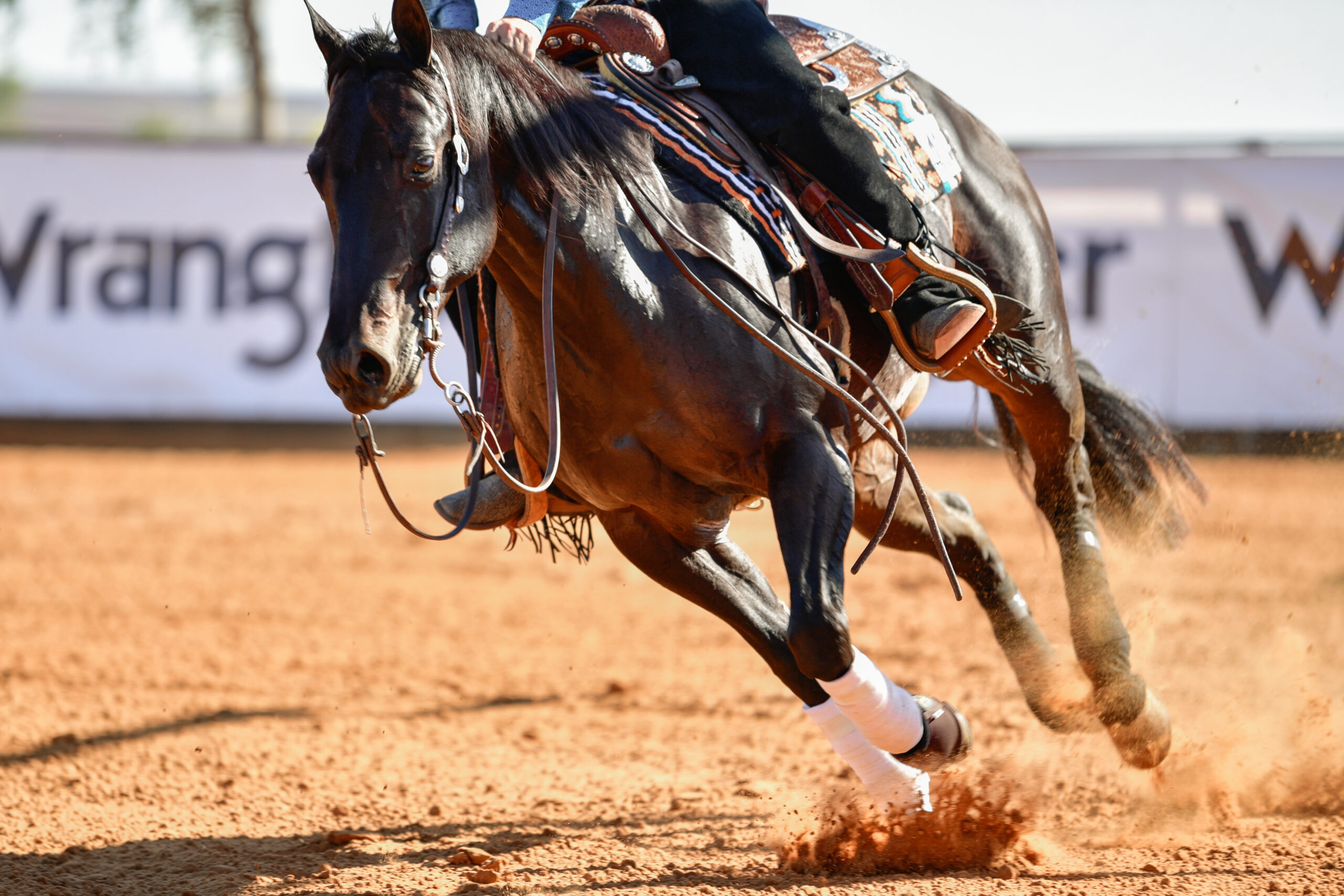The front view of a rider in jeans, cowboy chaps and checkered shirt on a reining horse slides to a stop in the red clay an arena