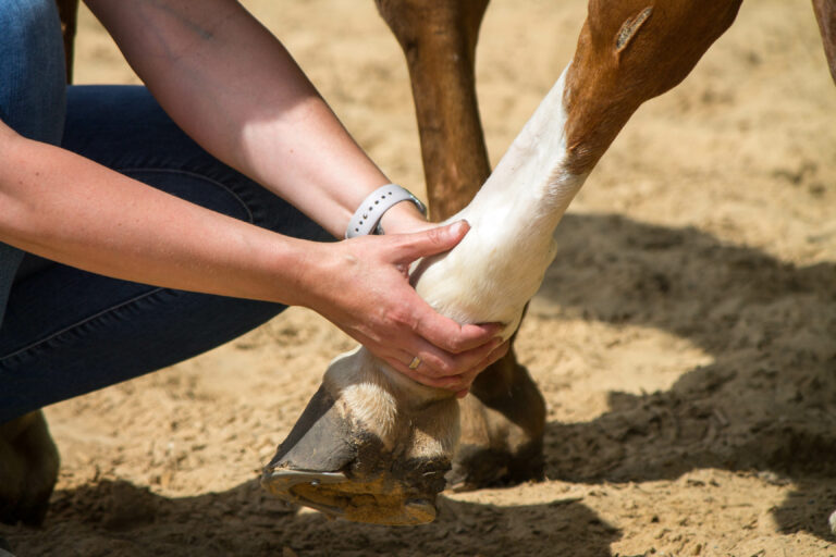 physical therapy for horse, Exercise and regeneration for horses, woman is working with horse for therapy