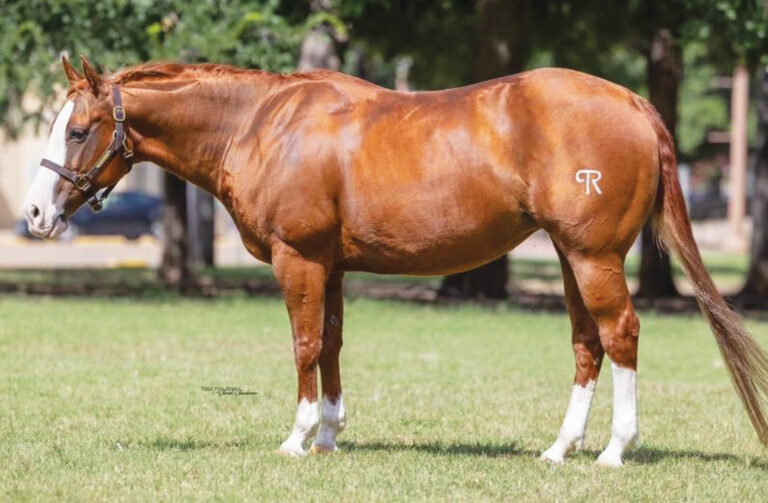 HR_25SUM_Conformation-Clinic_Performance-Mares