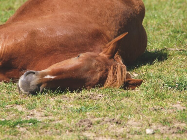 A chestnut horse lays asleep in a meadow.