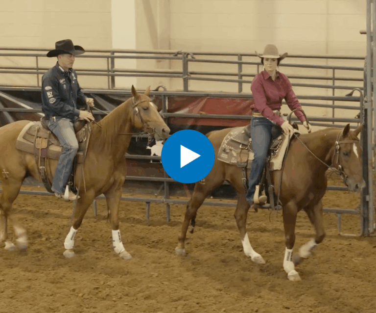 Learning How to Read Cattle