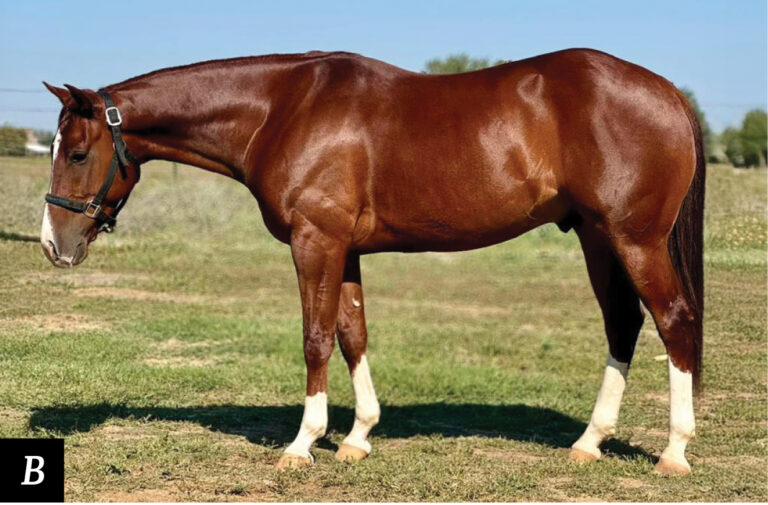 HR_25FALL_Conformation Clinic_b