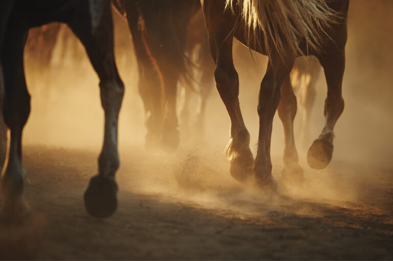 HR_25SUM Bimeda Advertorial_01