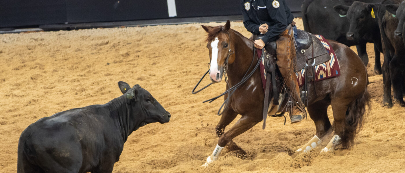 Michael Cooper rides chestnut mare Bella Louella turning to block a black cow in an indoor arena at the American Performance Horseman.