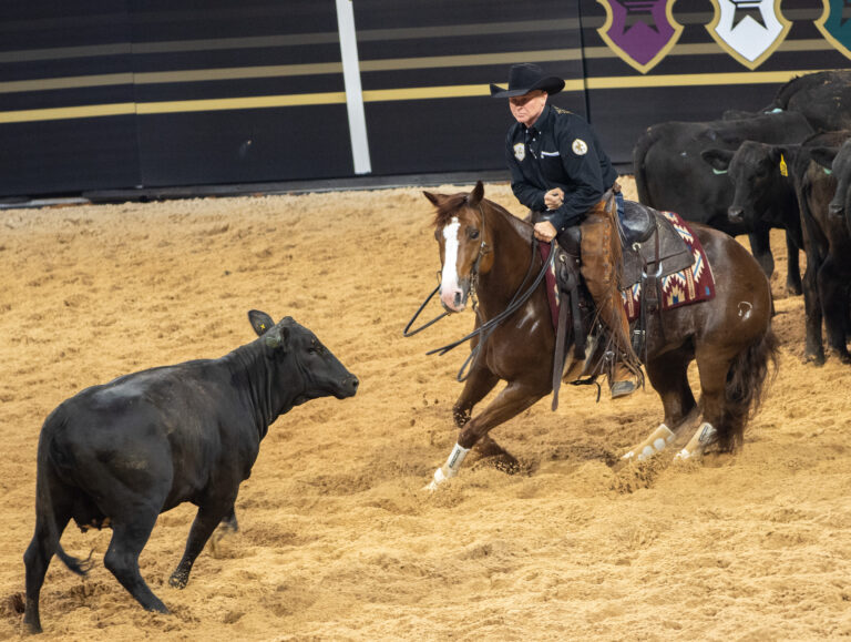 Michael Cooper rides chestnut mare Bella Louella turning to block a black cow in an indoor arena at the American Performance Horseman.