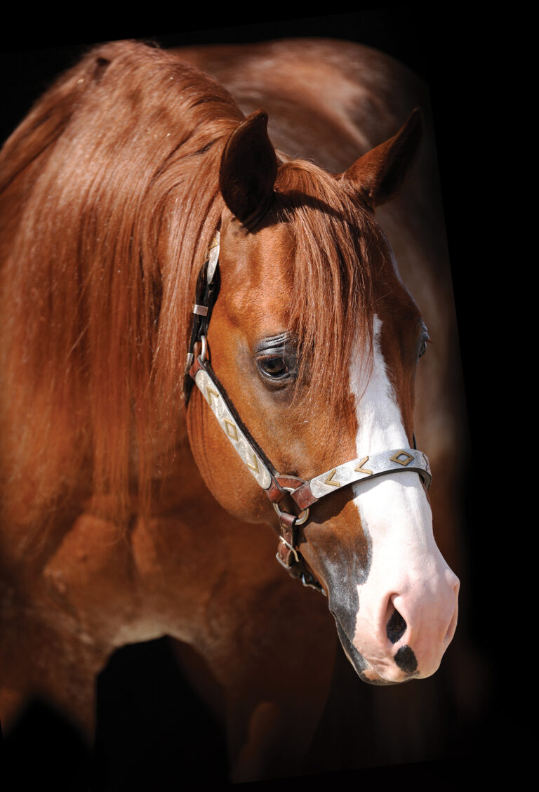 A close-up portrait of a chestnut horse with a long, glossy mane and a white blaze running down its face. The horse is wearing a decorative leather halter with silver and gold details, and the background is dark, making the horse’s rich coat and facial markings stand out.