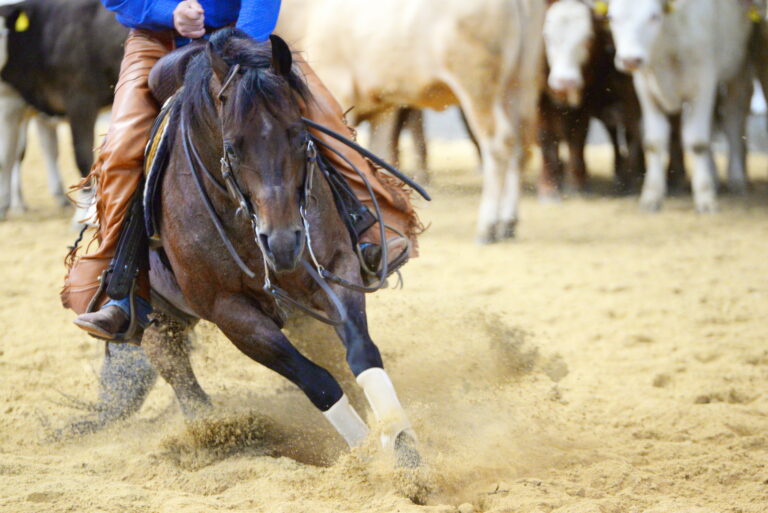 cutting, brown quarter horse in a cutting competition inside in full action