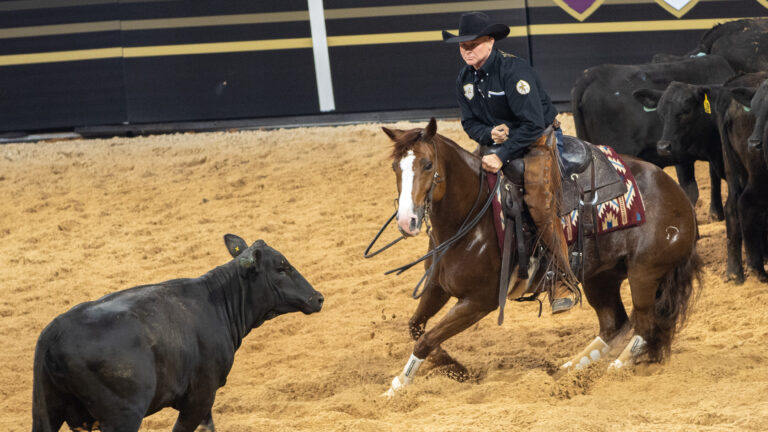 Michael Cooper rides chestnut mare Bella Louella turning to block a black cow in an indoor arena at the American Performance Horseman.
