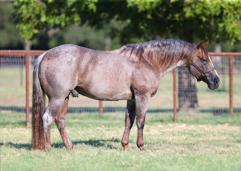 A roan Quarter Horse stallion standing in profile in a grassy paddock, wearing a halter, with a fence and trees in the background.