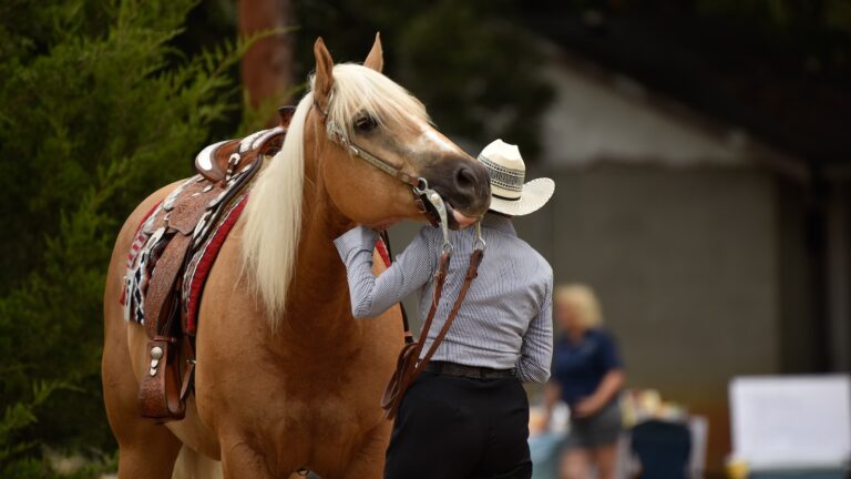 Summer western horse show
