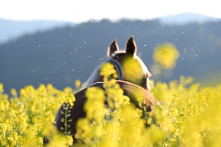 [Aggregator] Downloaded image for imported item #35537