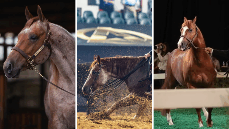 Teton ridge sale horses