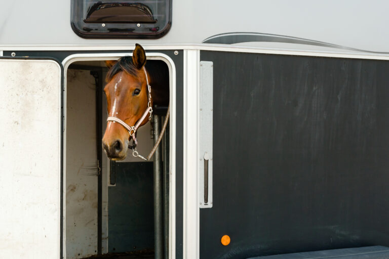 Horse transport