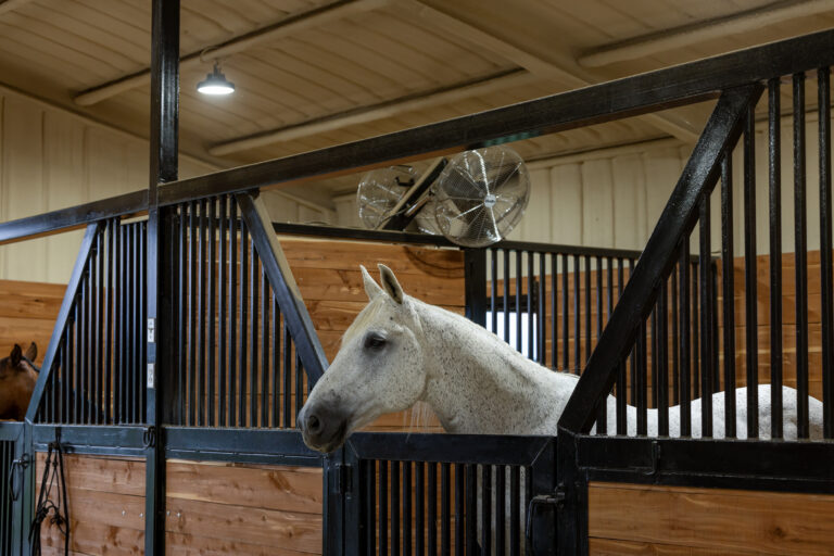 Grey horse in barn looking over door in a stall