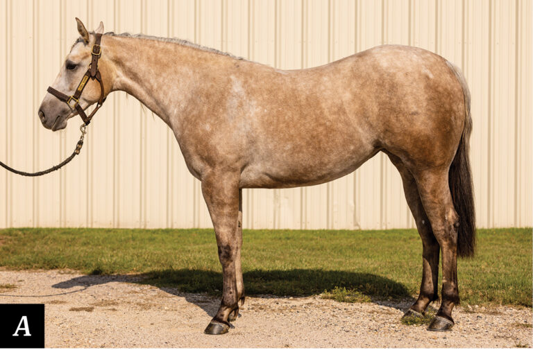 HR_25WIN_Conformation Clinic_Geldings_A