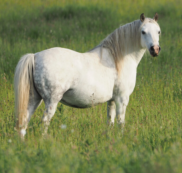 HR_25WIN_Horsekeeping_Foundered-Horse_01