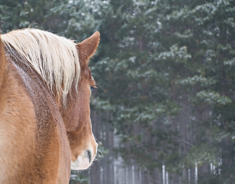 [Aggregator] Downloaded image for imported item #36948