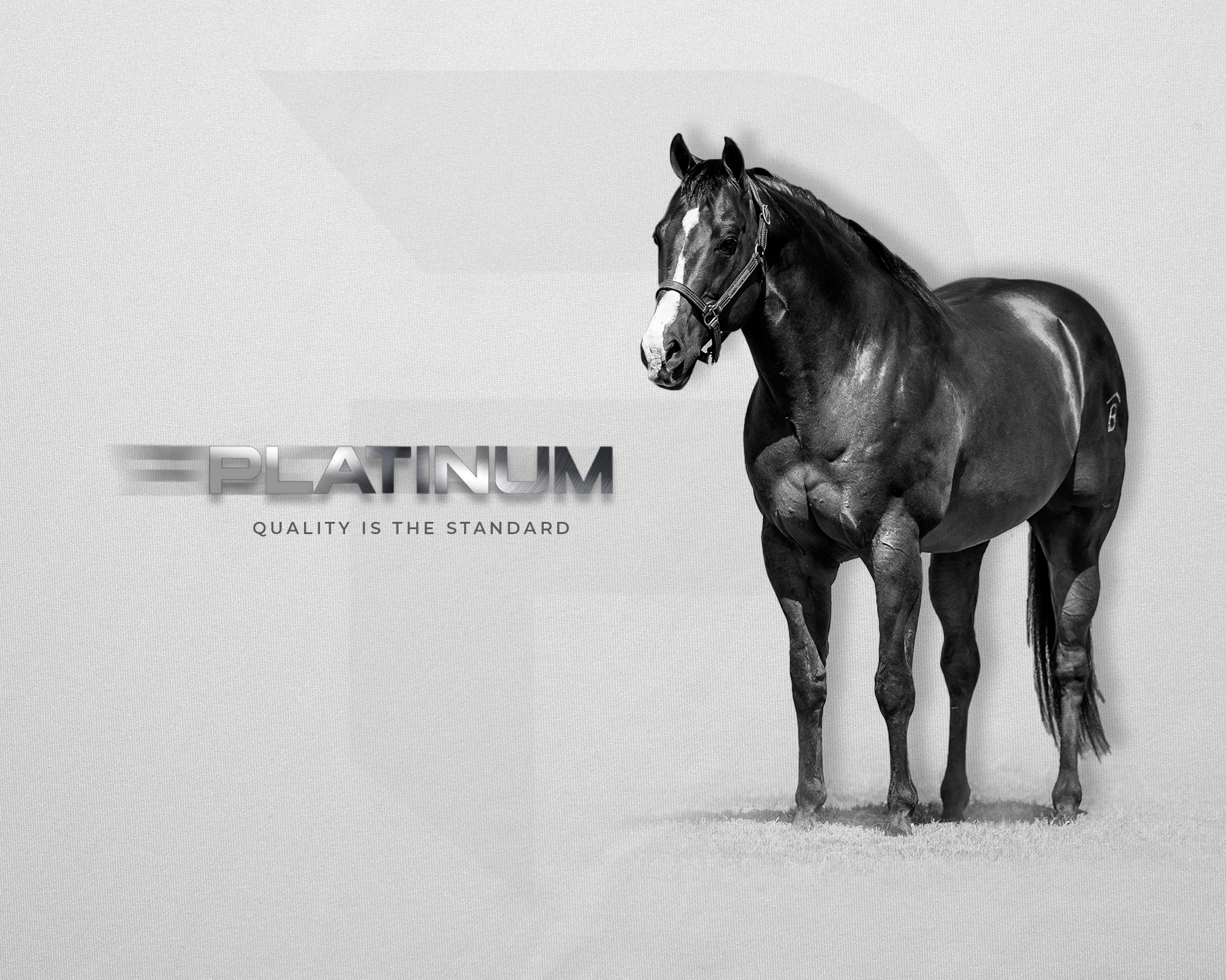 PLATINUM HORSE SALES PLATINUM HORSE SALES