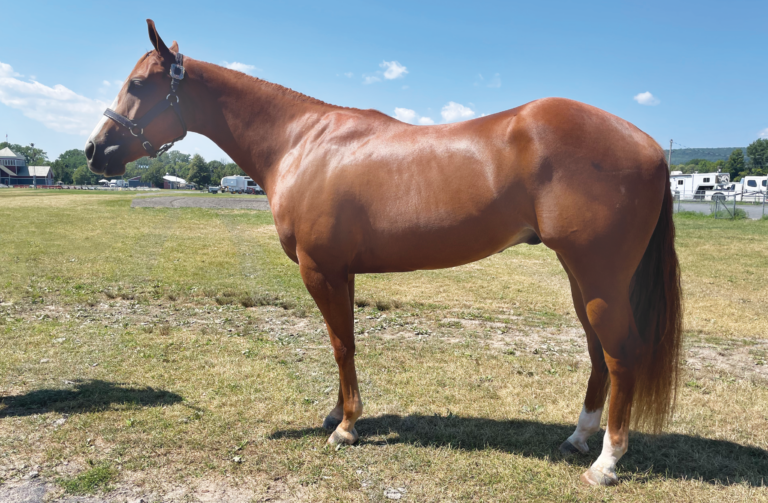 024_HR_SPG26_3 year old quarter geldings 1