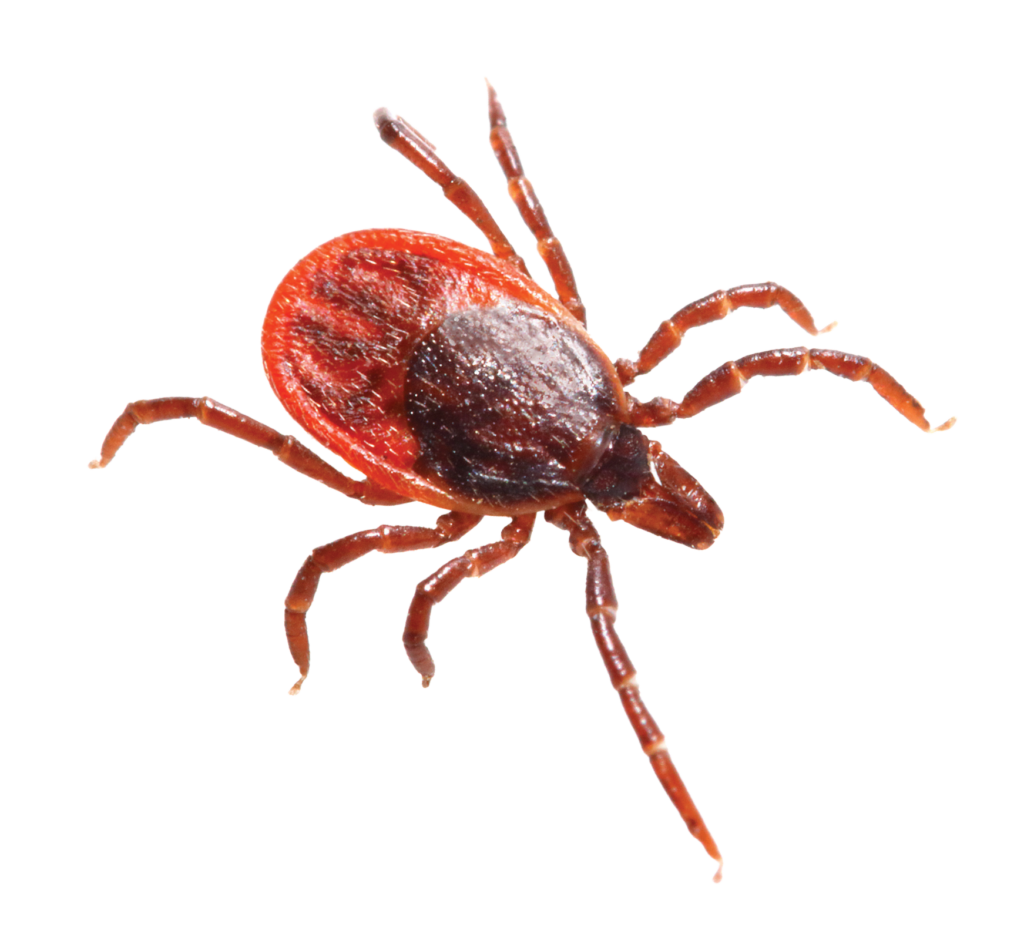 Close-up of a tick, the parasite that spreads tick-borne diseases to horses