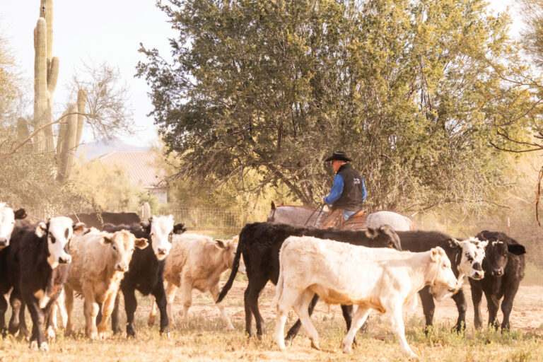 HR_26SPG_Problem Solved_cattle_al-dunning