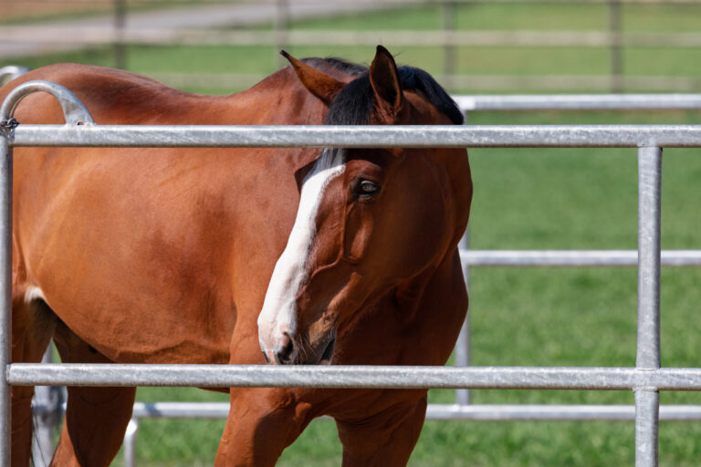 [Aggregator] Downloaded image for imported item #40567