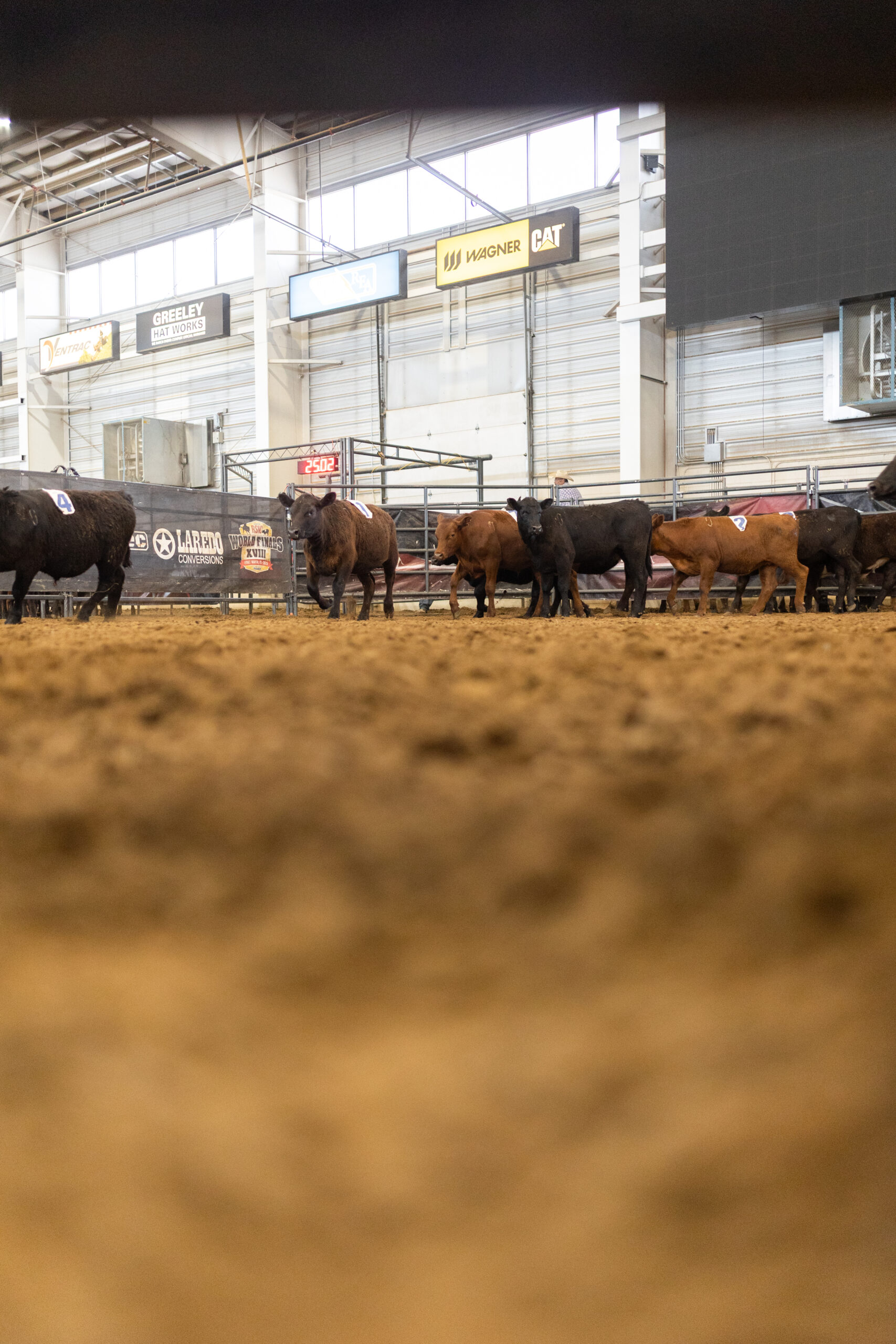 What Ranch Sorting Taught Me About Being a Beginner Again