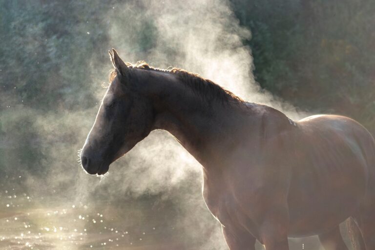 Chestnut don breed young stallion with instanding free in the hot summer day in water around vapor and black smoke. Animal portrait