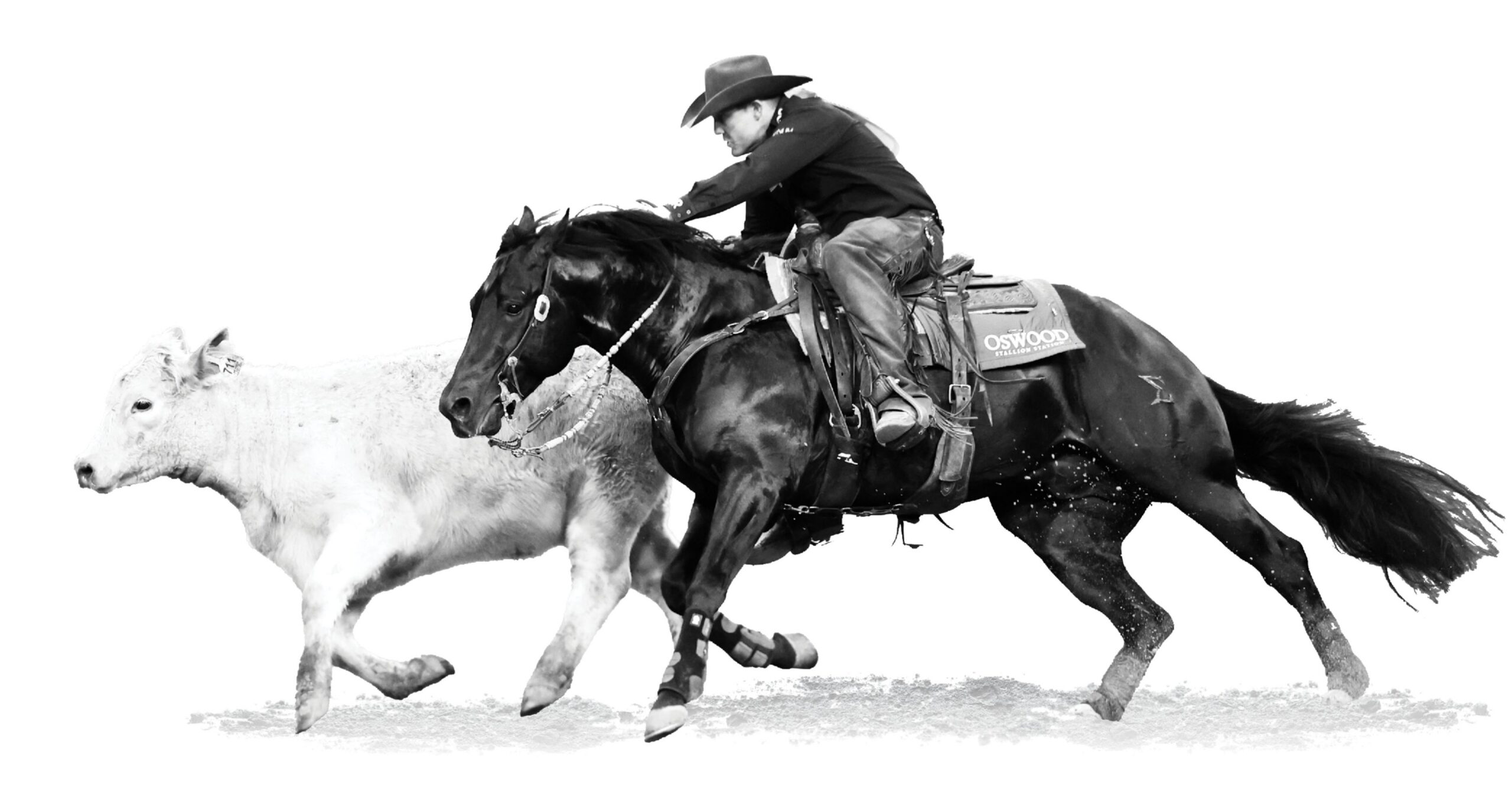 Cow horse_Chris Dawson_Zak 34_Performance report