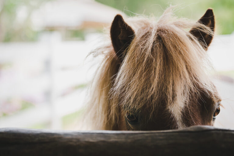 Horse in stable