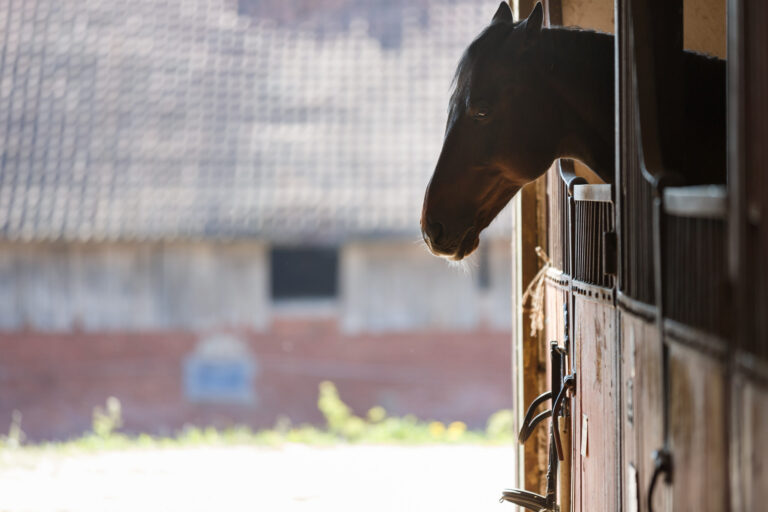 Horse in a stall