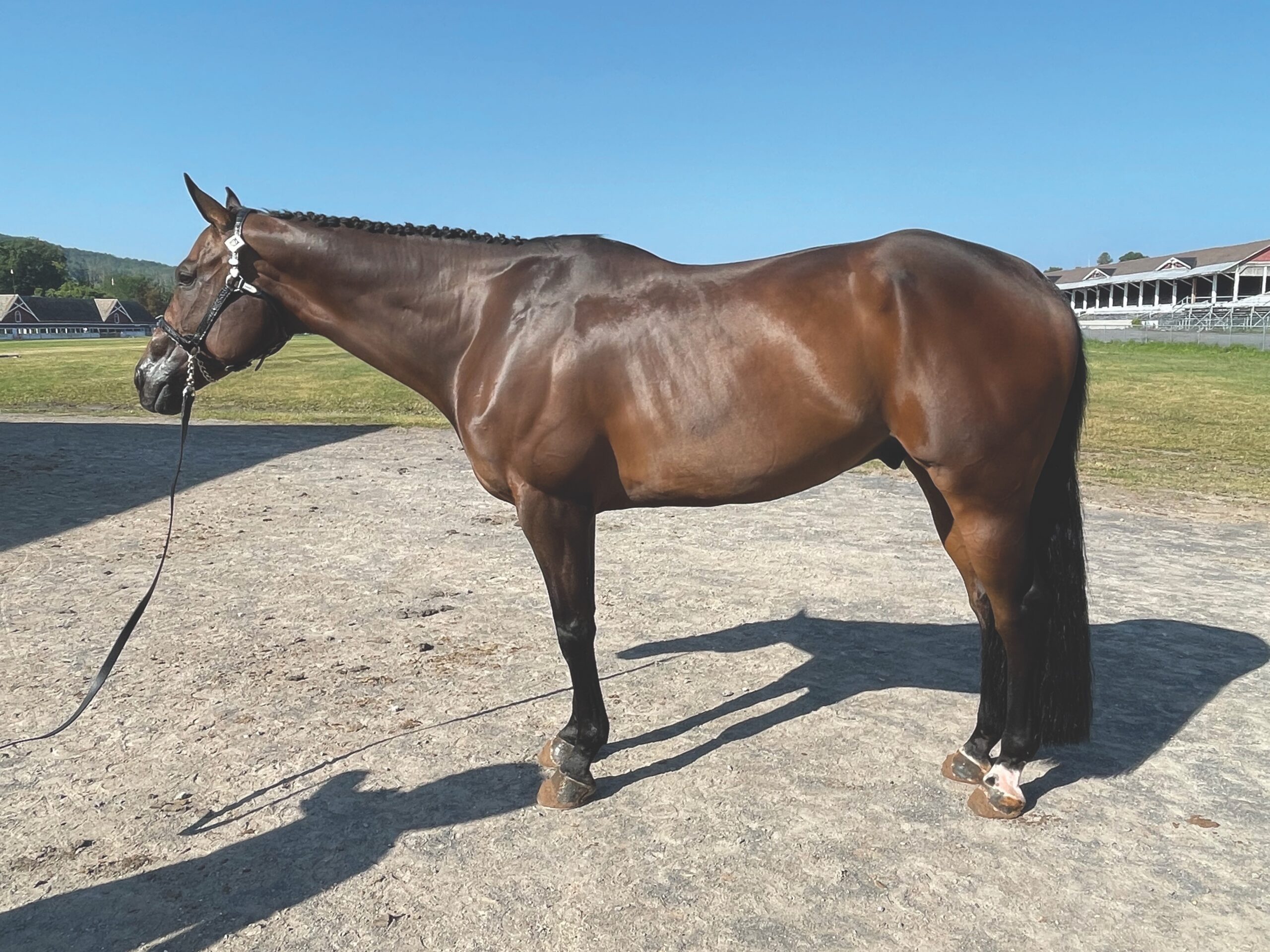 Left-side conformation profile of Gelding A, a dark bay gelding, placed second