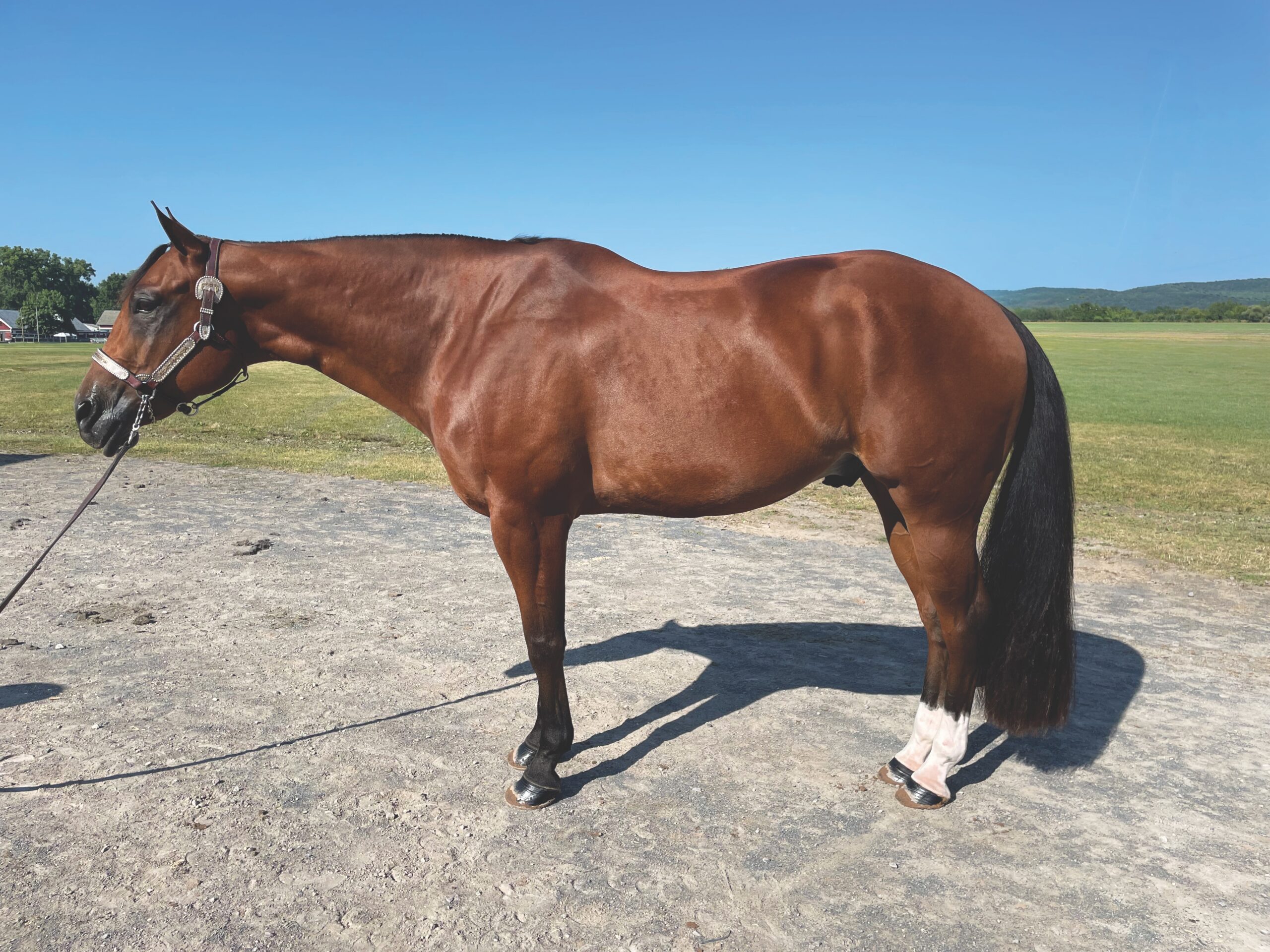 Left-side conformation profile of Gelding B, a bay Quarter Horse gelding, placed first