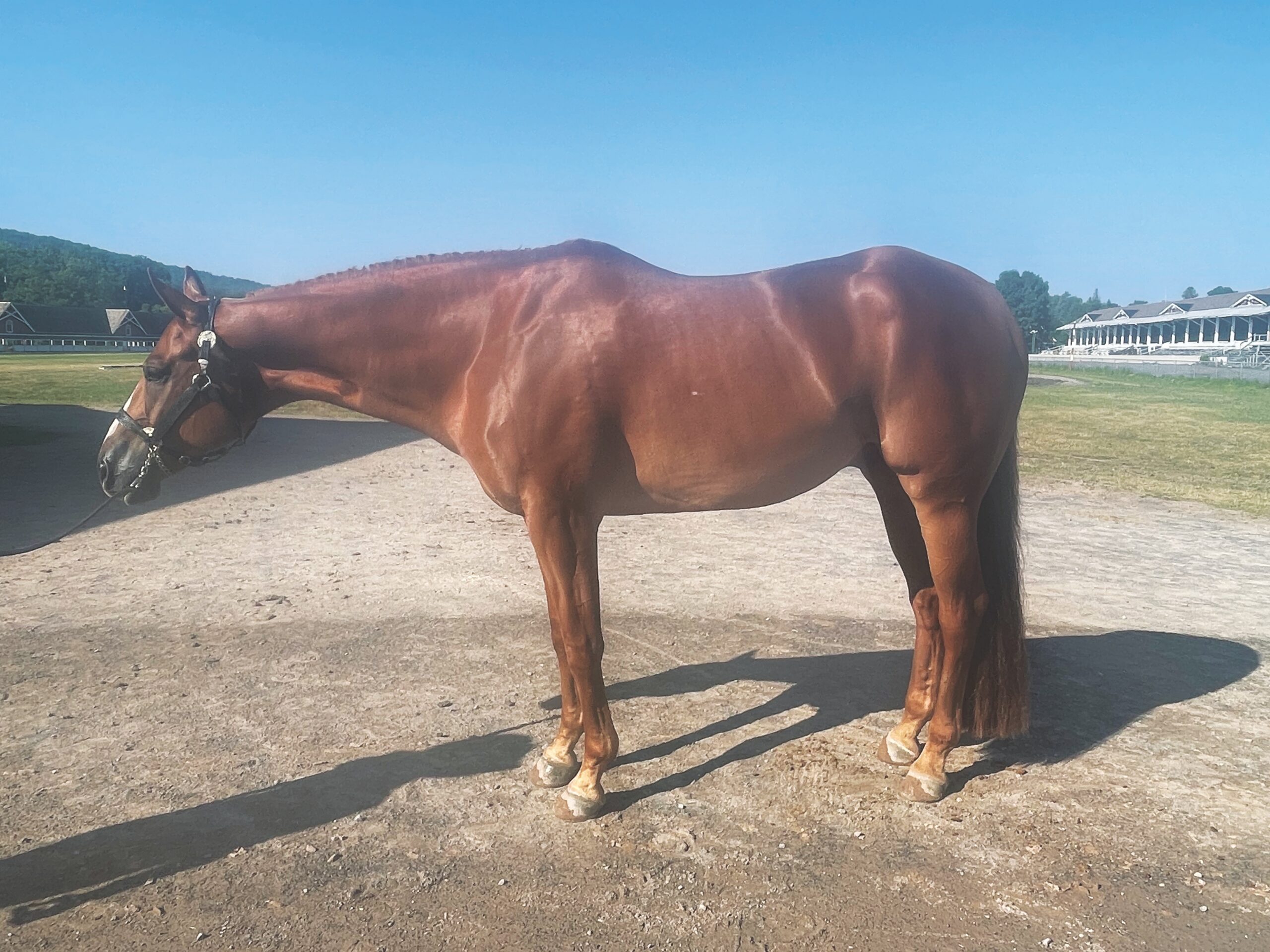 Left-side conformation profile of Gelding C, a chestnut gelding, placed third
