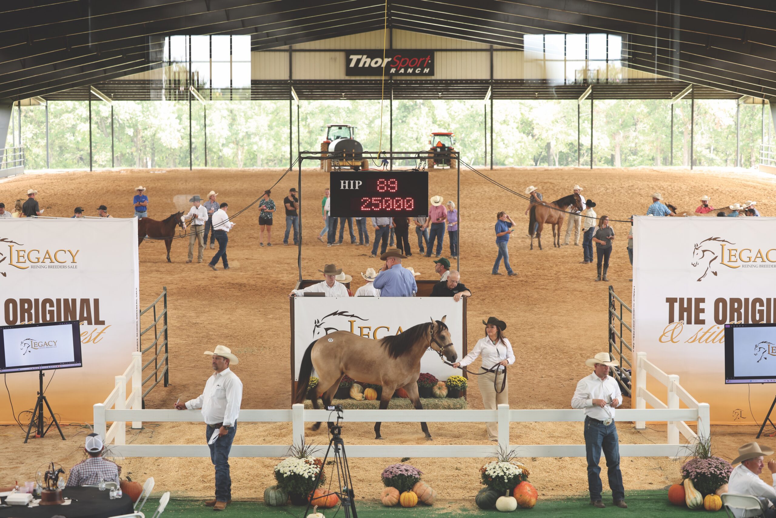 A buckskin yearling shown in the sale ring at the Legacy Reining Breeders Sale in ThorSport Ranch's covered arena