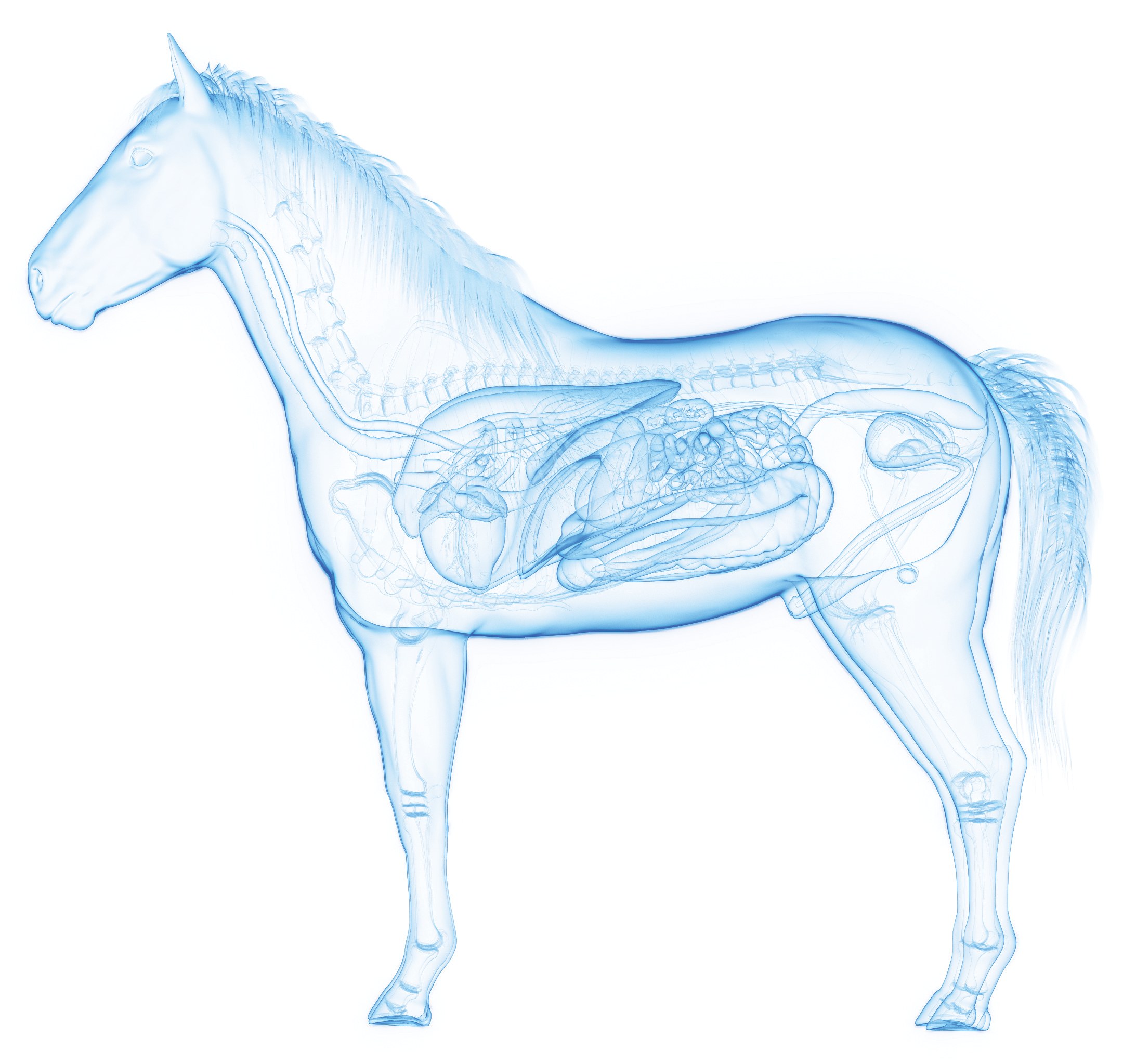 Anatomical illustration of a horse's digestive tract showing the stomach and intestines where colic occurs