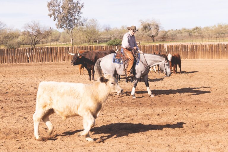 Trainer Al Dunning works a cow on a gray horse in a round pen at his Arizona ranch