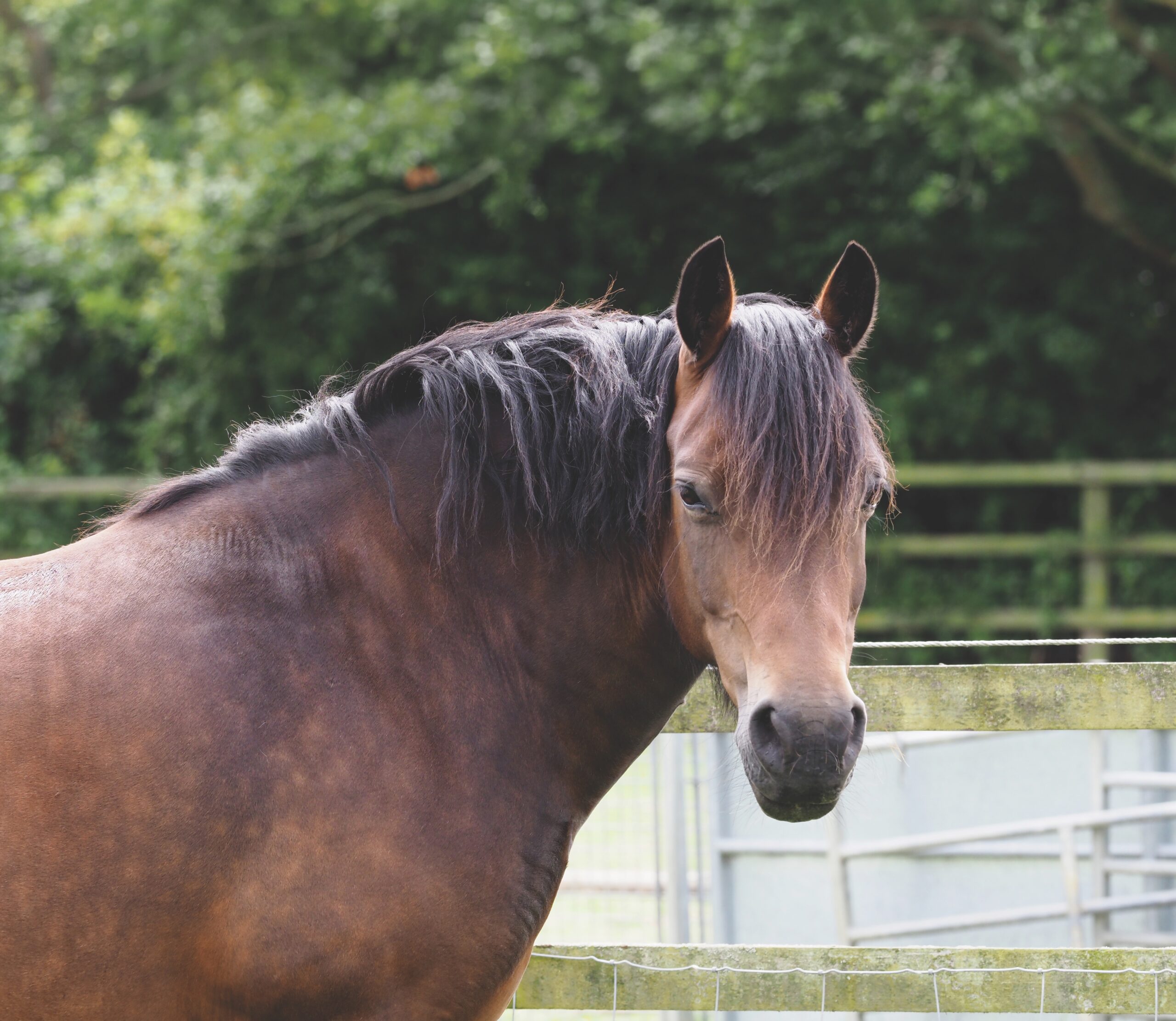 A bay horse with a thick, cresty neck standing at a paddock fence, a classic easy-keeper look