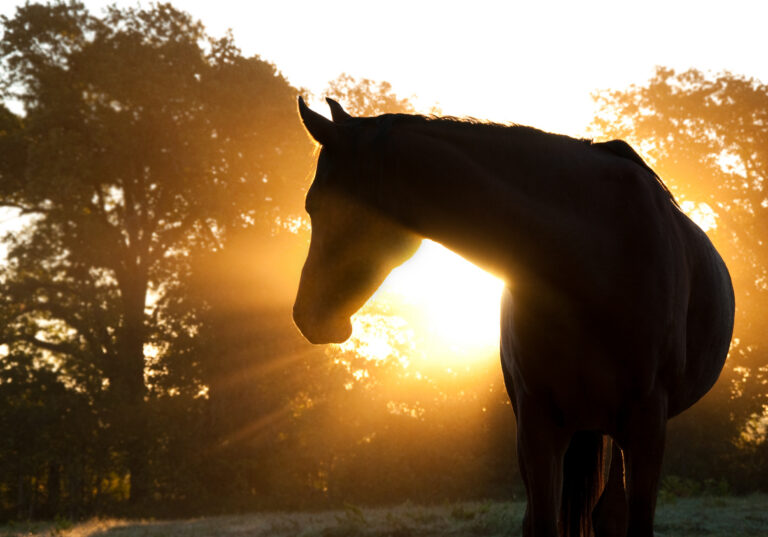 Beautiful Arabian horse silhouette against morning sun shining through haze and trees