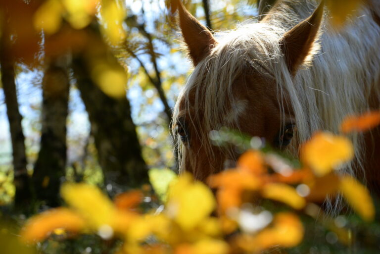 Pferd im herbstlichen Wald
