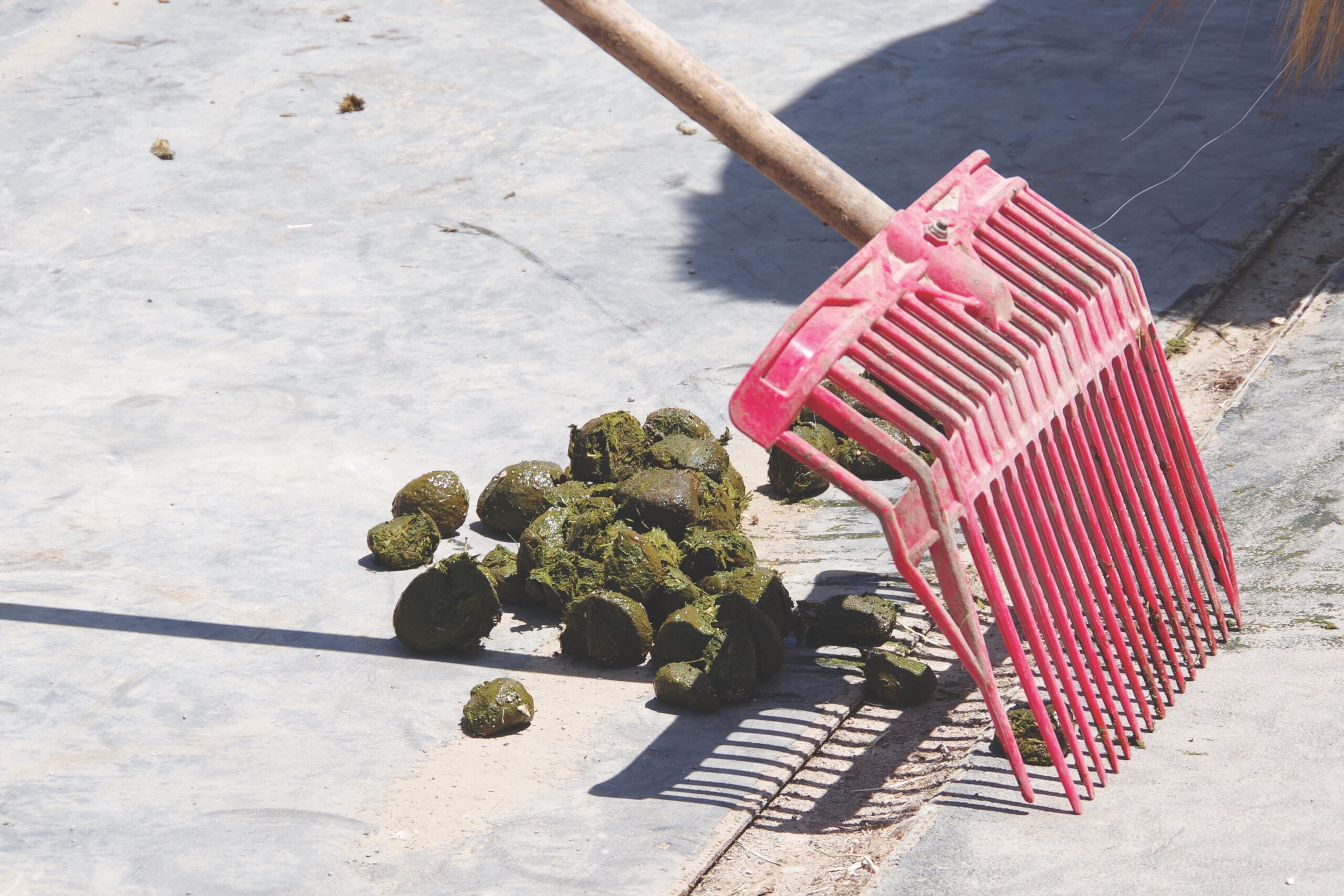 A pink stall fork scoops fresh green horse manure from a concrete barn floor