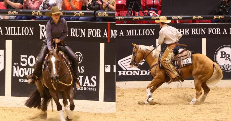 cow horse night