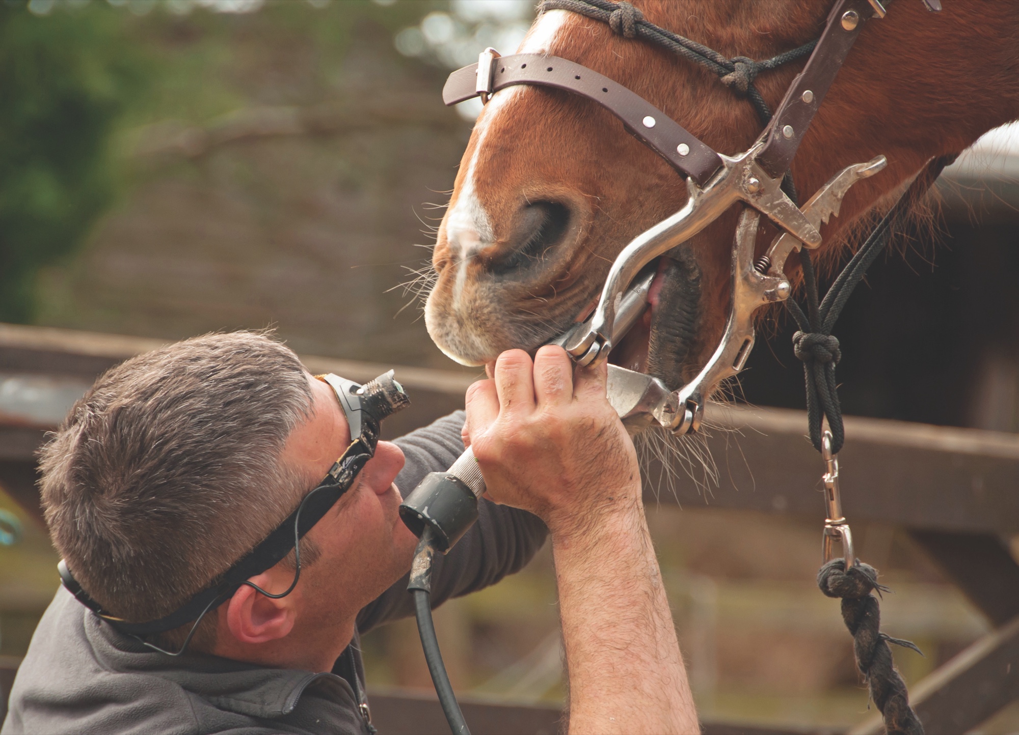 Equine dentist floating a horse's teeth with a dental speculum