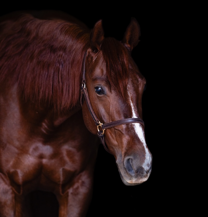 cutting horse Kittennish wearing a leather halter against a black background