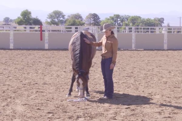 Alt text: A handler pets a horse’s neck as it stands with its head lowered and the lead rope resting on the arena ground.