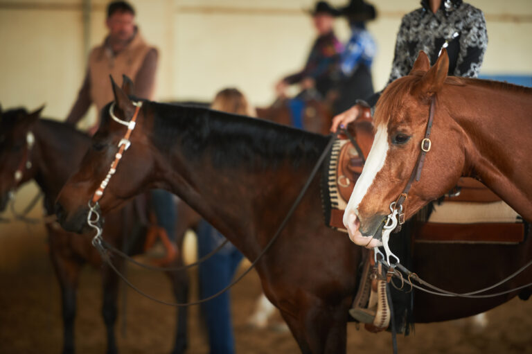 Western horses at show