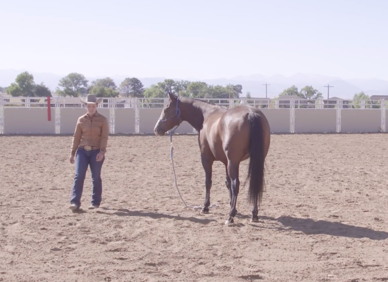 teach your horse to ground tie with cody crow