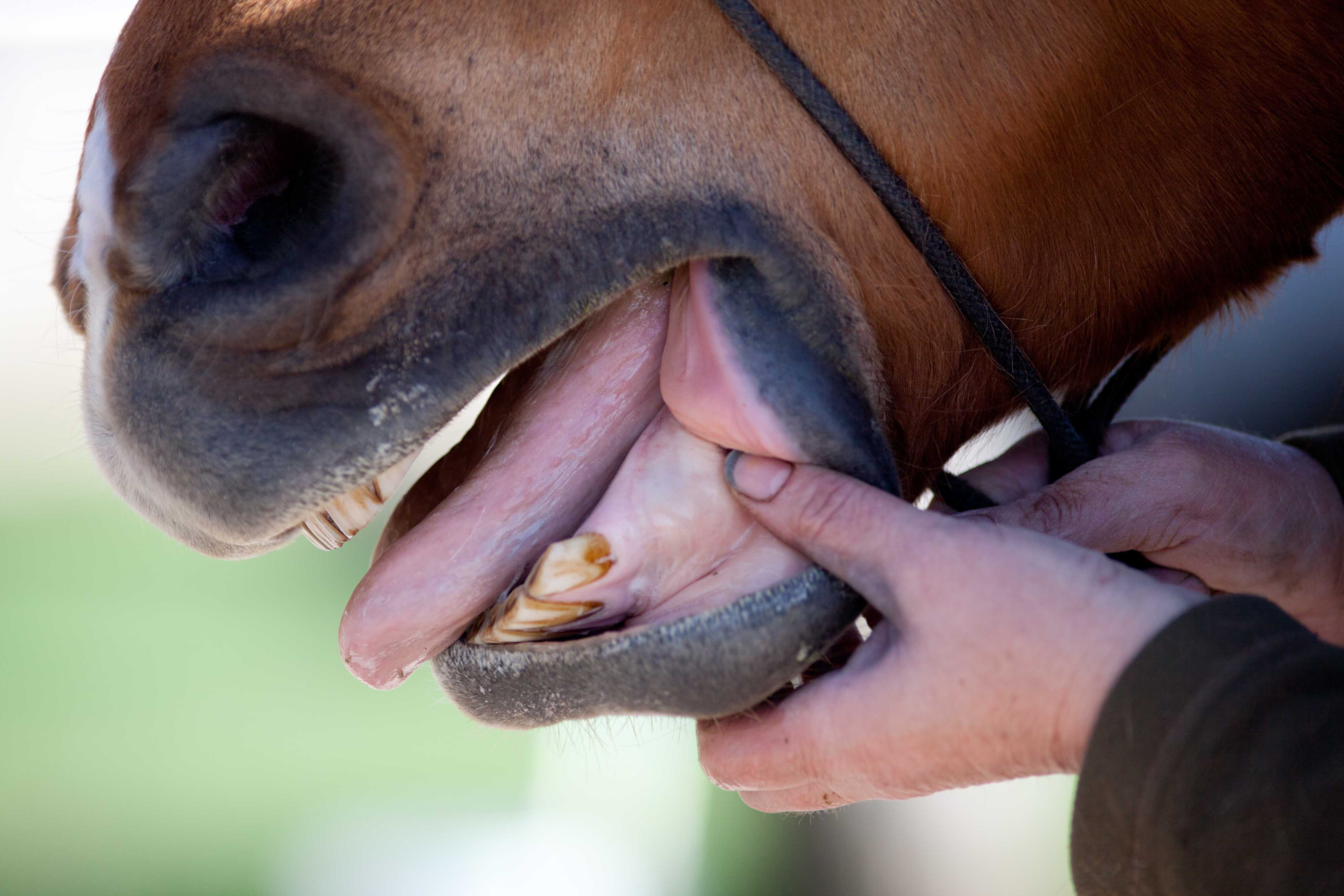 What Your Horse's Gum Color Tells You